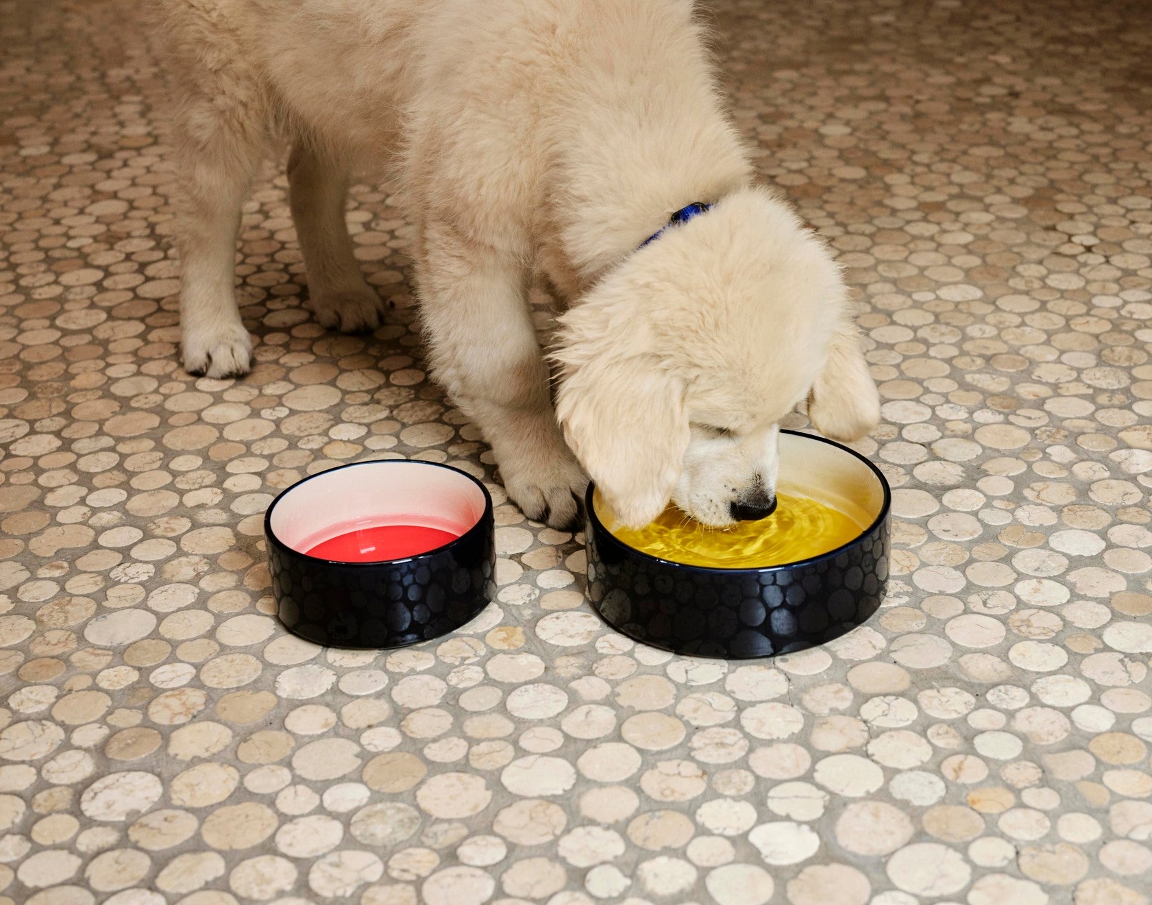 Dogs Bowl L, Blue/Yellow